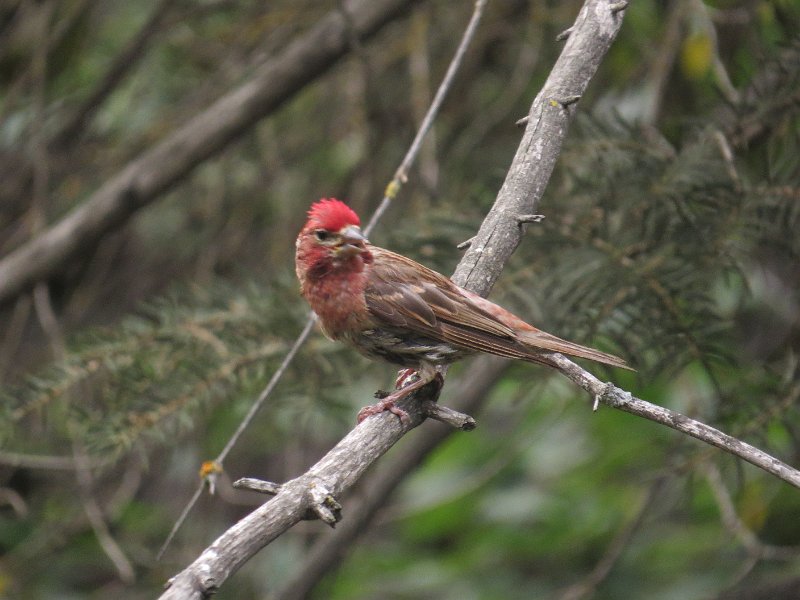 D (144) Cassini's Finch.JPG